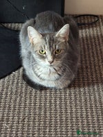 Scottish Fold cats - Advert 14