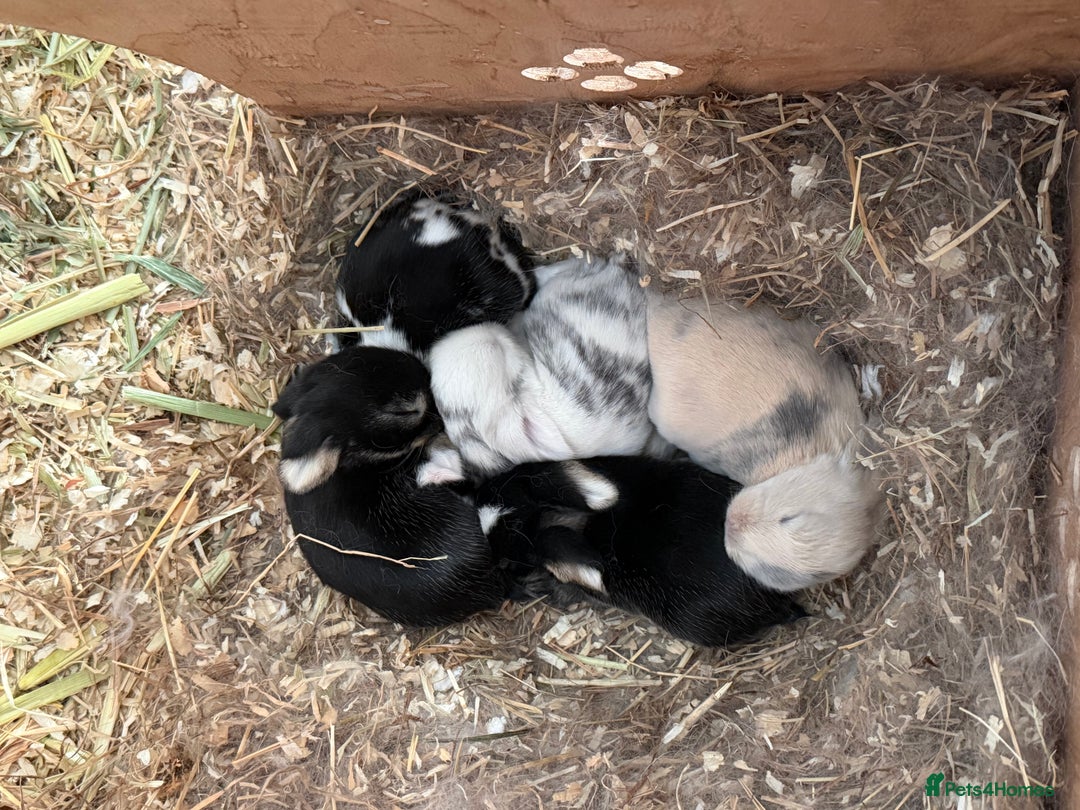 Mini Lop rabbits for sale: 5 Beautiful Baby Mini Lop Rabbits  - Advert 8