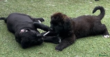 Mixed Breed dogs - Advert 6
