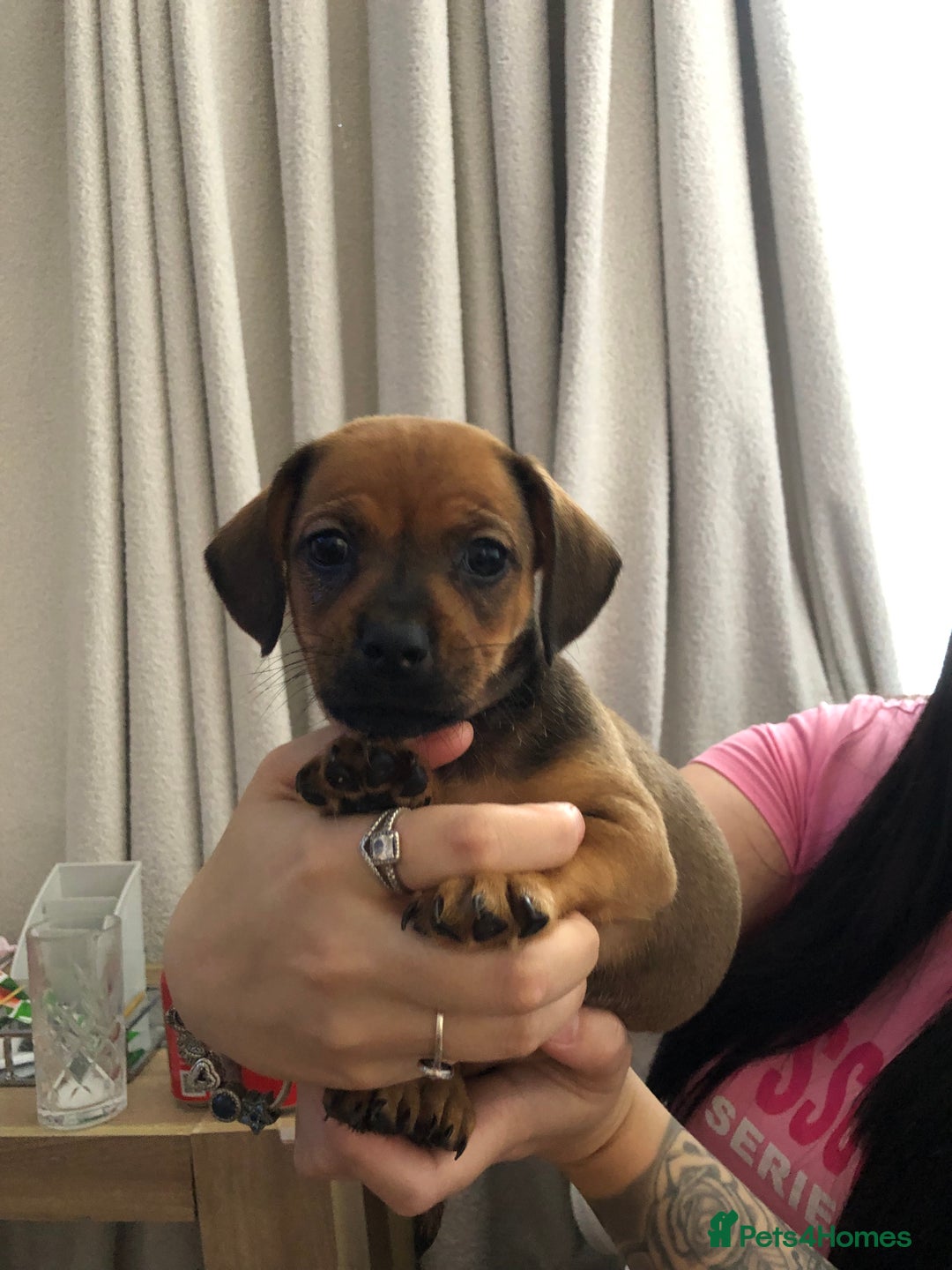 Mixed Breed dogs for sale: DACHSHUND PUPS READY TO GO  - Image 6