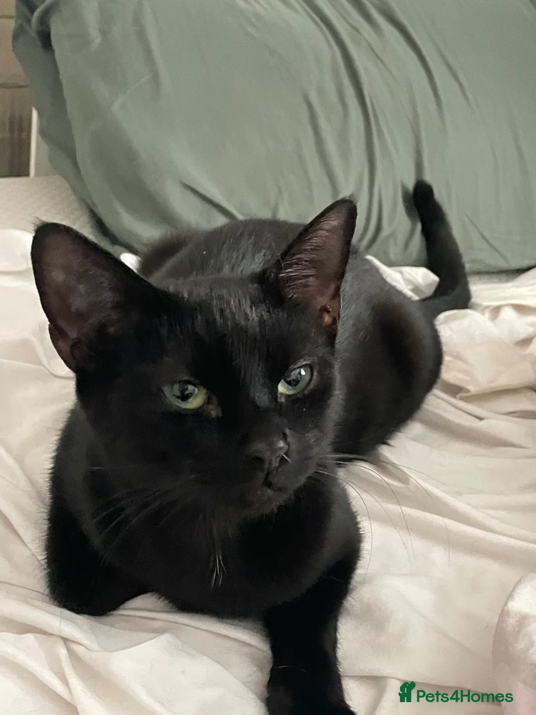 Domestic Shorthair cats for sale: 4 black 1 tabby  - Advert 9