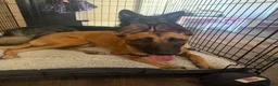 Belgian Shepherd Dog dogs for sale: Male Belgium Malinois  - Advert 7