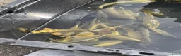 Koi Carp fish for sale: Young Carp Mirror Common Ghost  in Leicester - Advert 5