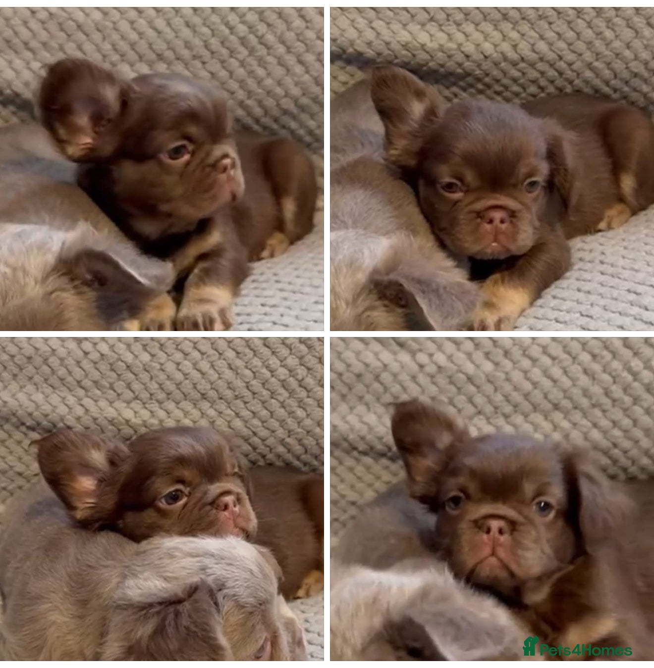 French Bulldog dogs Last girl left ready to leave  - Advert 3