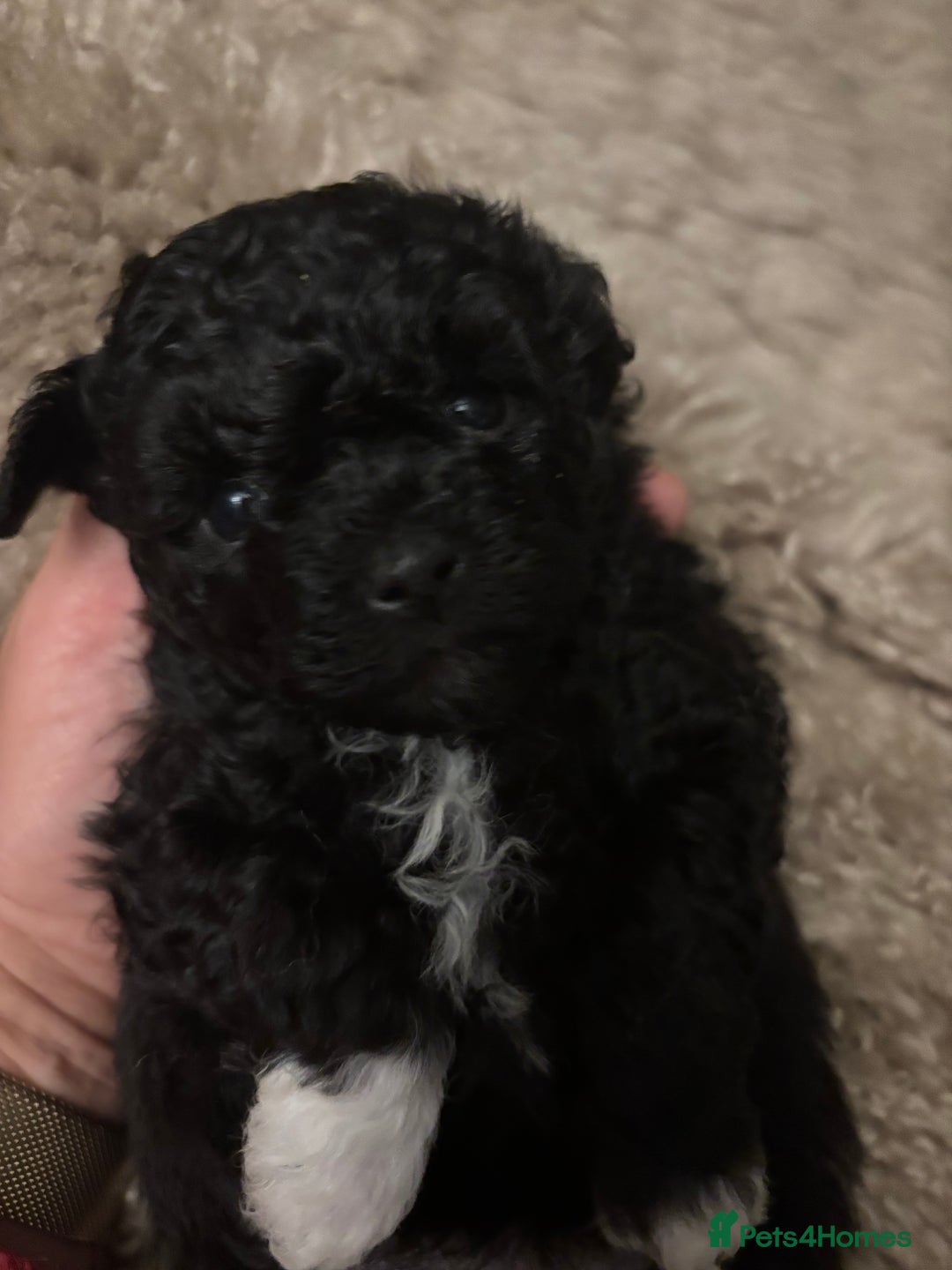 Mixed Breed dogs for sale: Adorable Bolonoodle Puppies - Advert 11