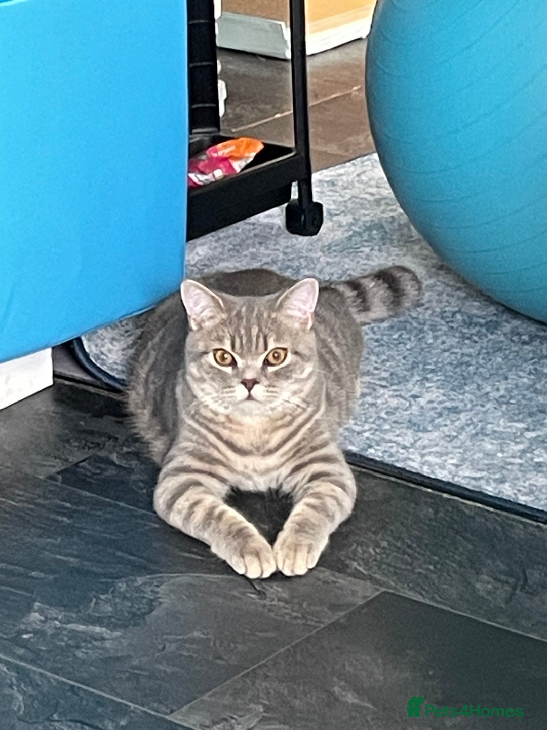 British Shorthair cats for sale: Lilac tabby British shorthair cat - Image 6