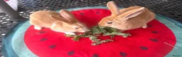 Mixed Breed rabbits for sale: Mixed Gender Rabbits - Advert 5