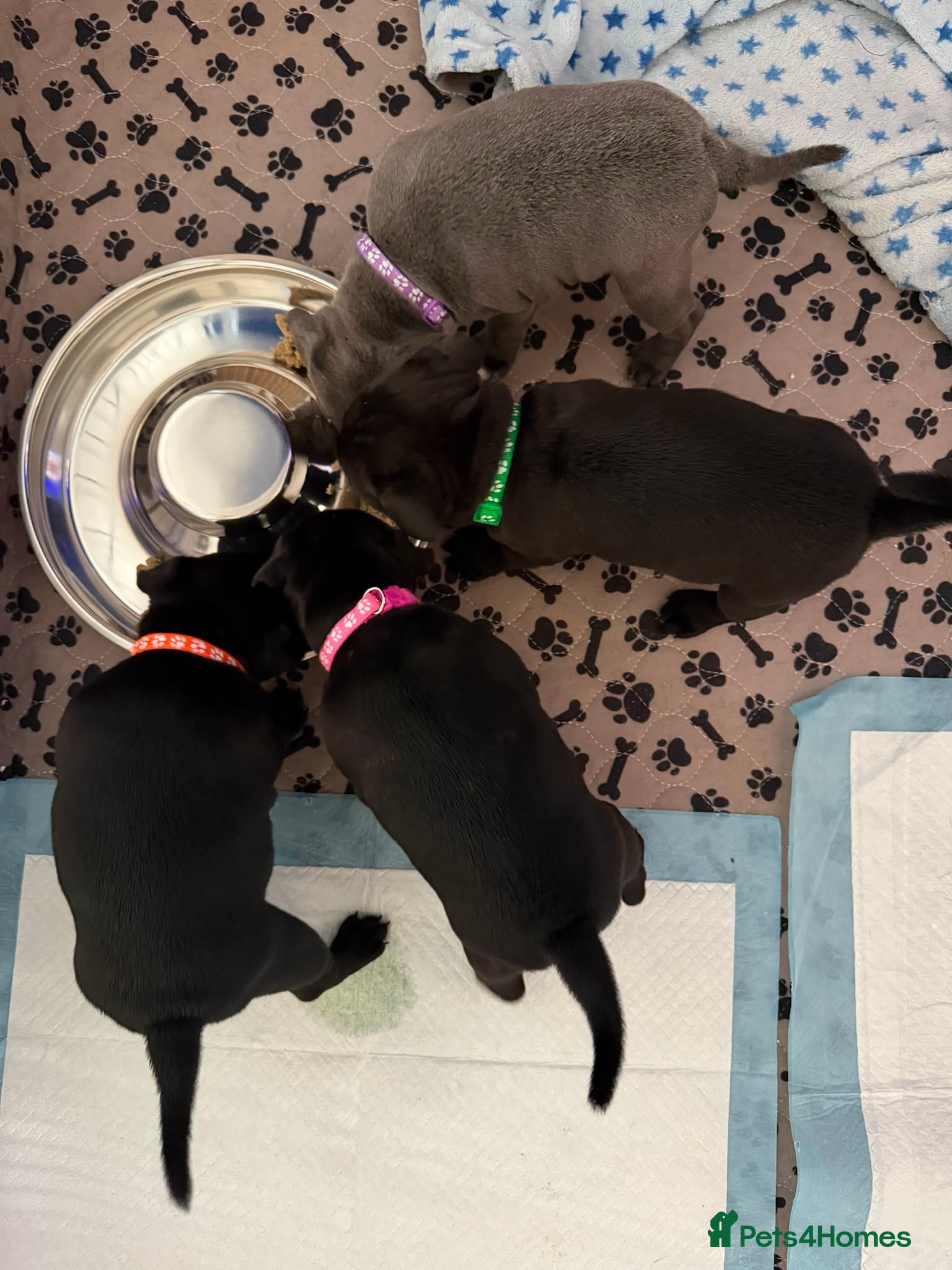 Staffordshire Bull Terrier dogs Last boy remaining KC Staffordshire Bull Terriers - Advert 2