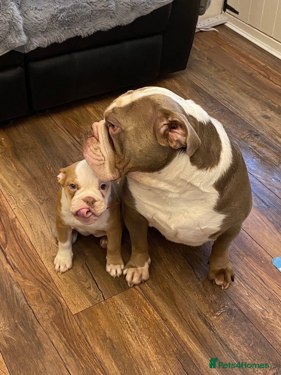 Mixed Breed dogs for sale: Old English bulldog puppy for sale. - Image 7