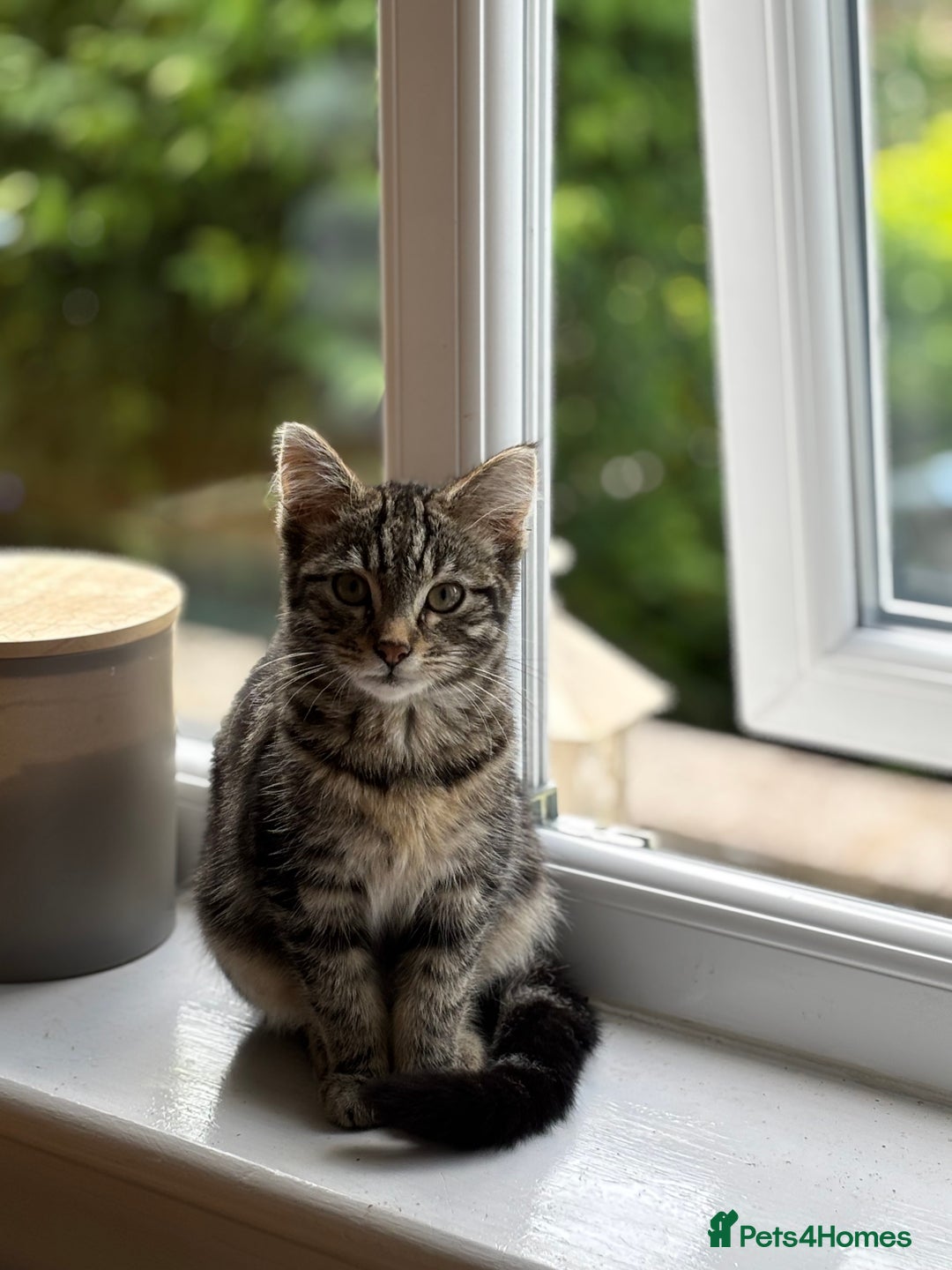 Mixed Breed cats for sale: Cuddly kitty  - Image 2