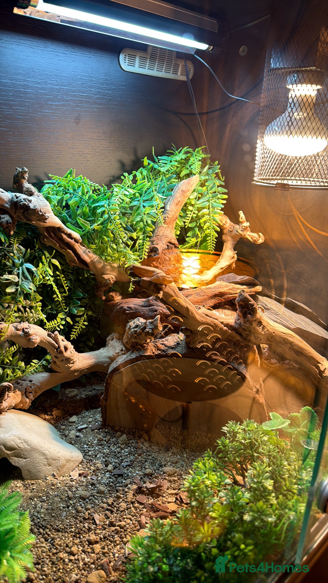 Leopard Gecko reptiles for sale: Full set up for sale including leopard Gecko  - Advert 9