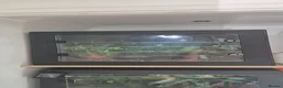 Python Snake reptiles for sale: 1 x Male & 1 x female Green Tree Python - Advert 9