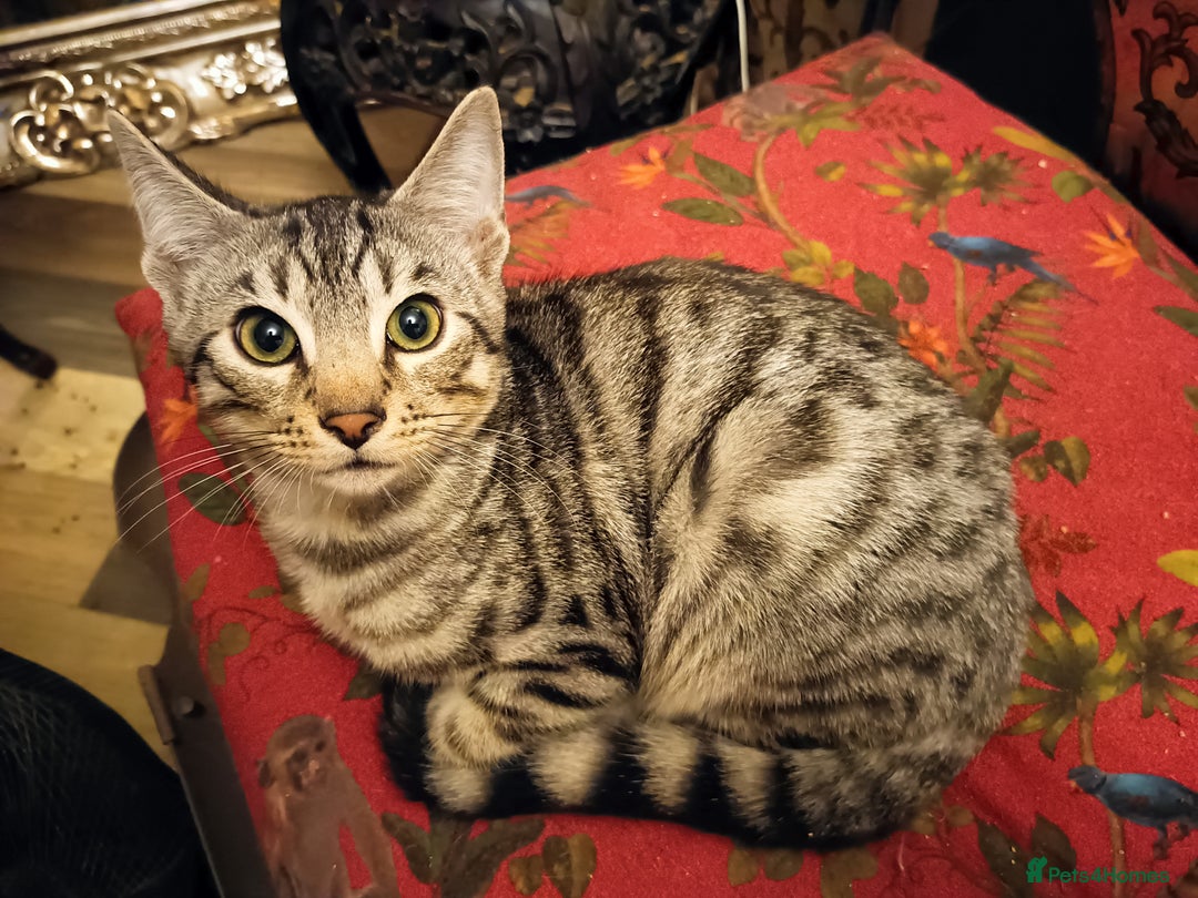 Domestic Shorthair cats for sale: Kittens Ready Now All Colours - Image 6