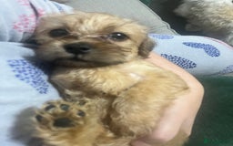 Mixed Breed dogs for sale: Puppies need loving homes - Image 7