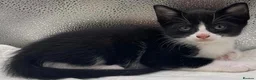 Mixed Breed cats for sale: Stunning mixture of kittens - Advert 8