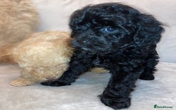 Cavapoo dogs for sale: 2 gorgeous boy cavapoos🐾 - Image 9