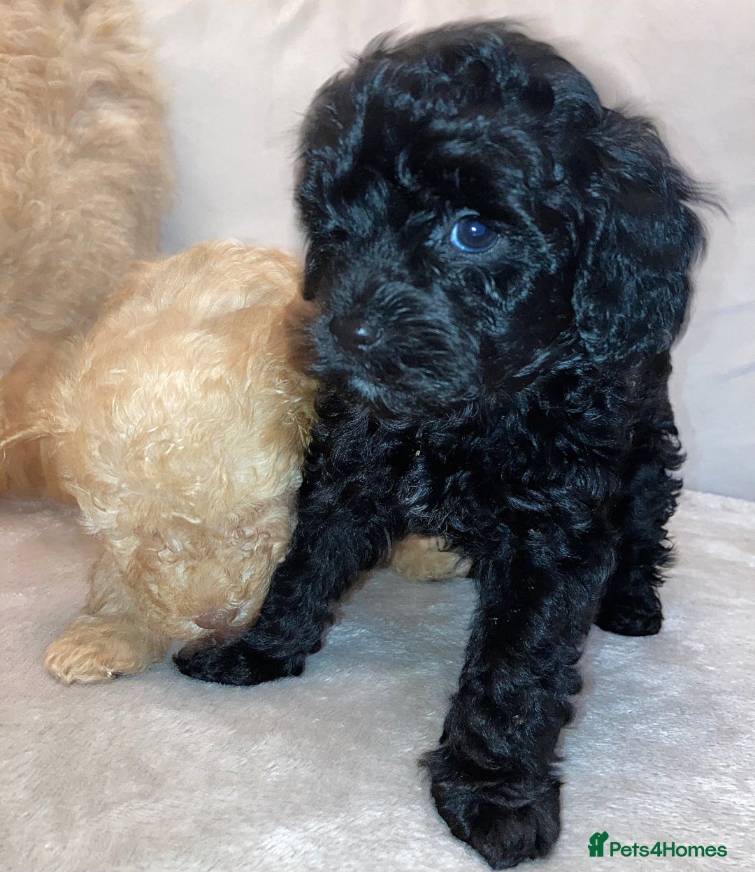 Cavapoo dogs for sale: 2 gorgeous boy cavapoos🐾 - Image 9