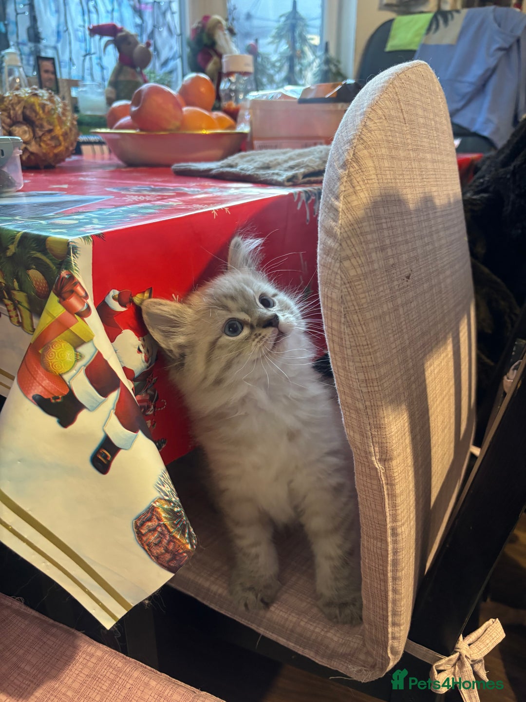 Ragdoll cats for sale: Blue Lynx Ragdoll kittens  - Advert 3