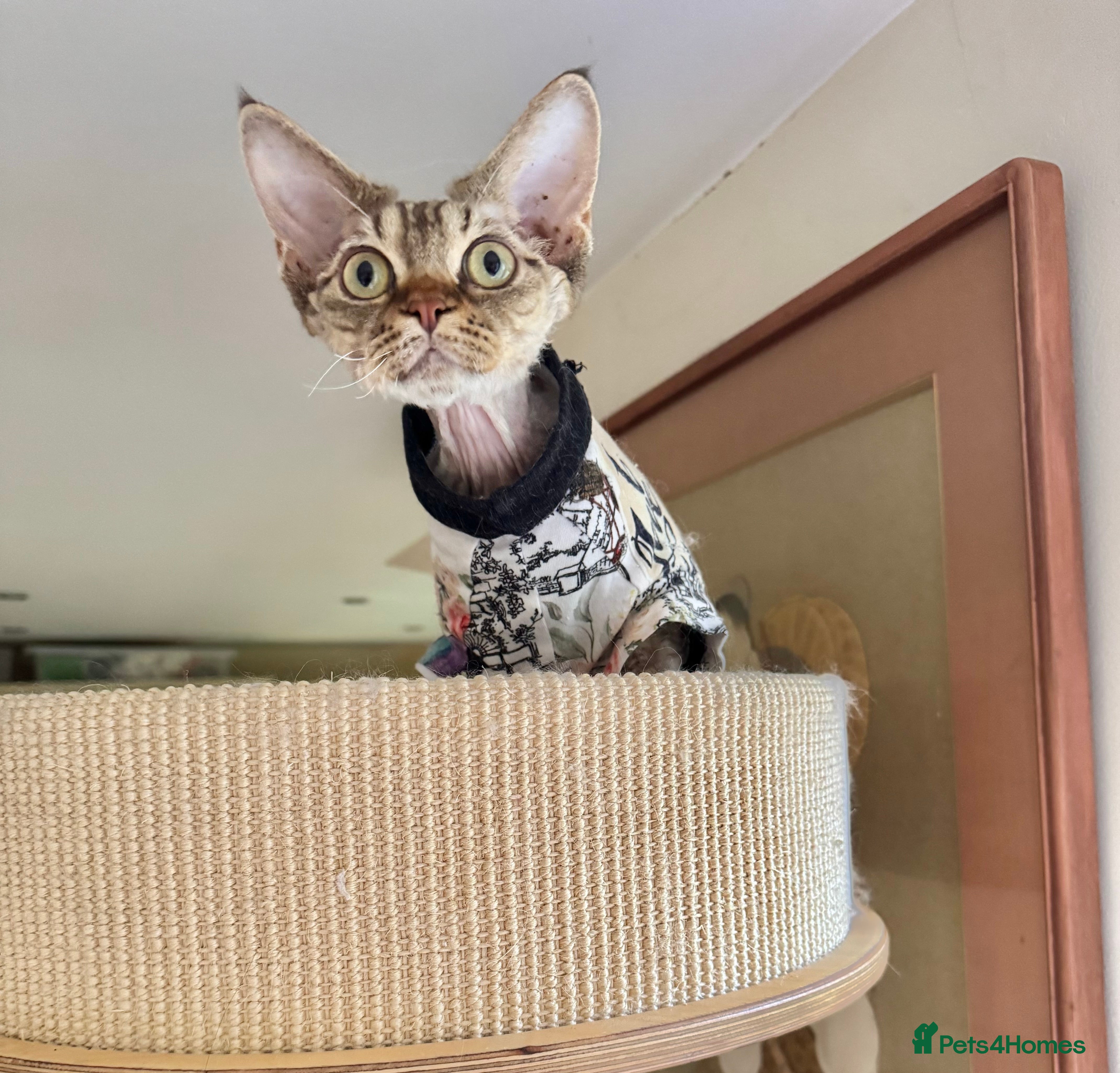 Devon Rex cats TICA Show Quality  Devon Rex Girl   - Advert 15