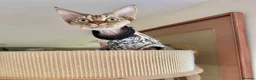 Devon Rex cats for sale: TICA Show Quality  Devon Rex Girl   - Advert 4