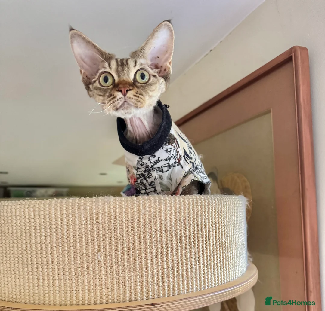 Devon Rex cats for sale: TICA Show Quality  Devon Rex Girl   - Advert 4