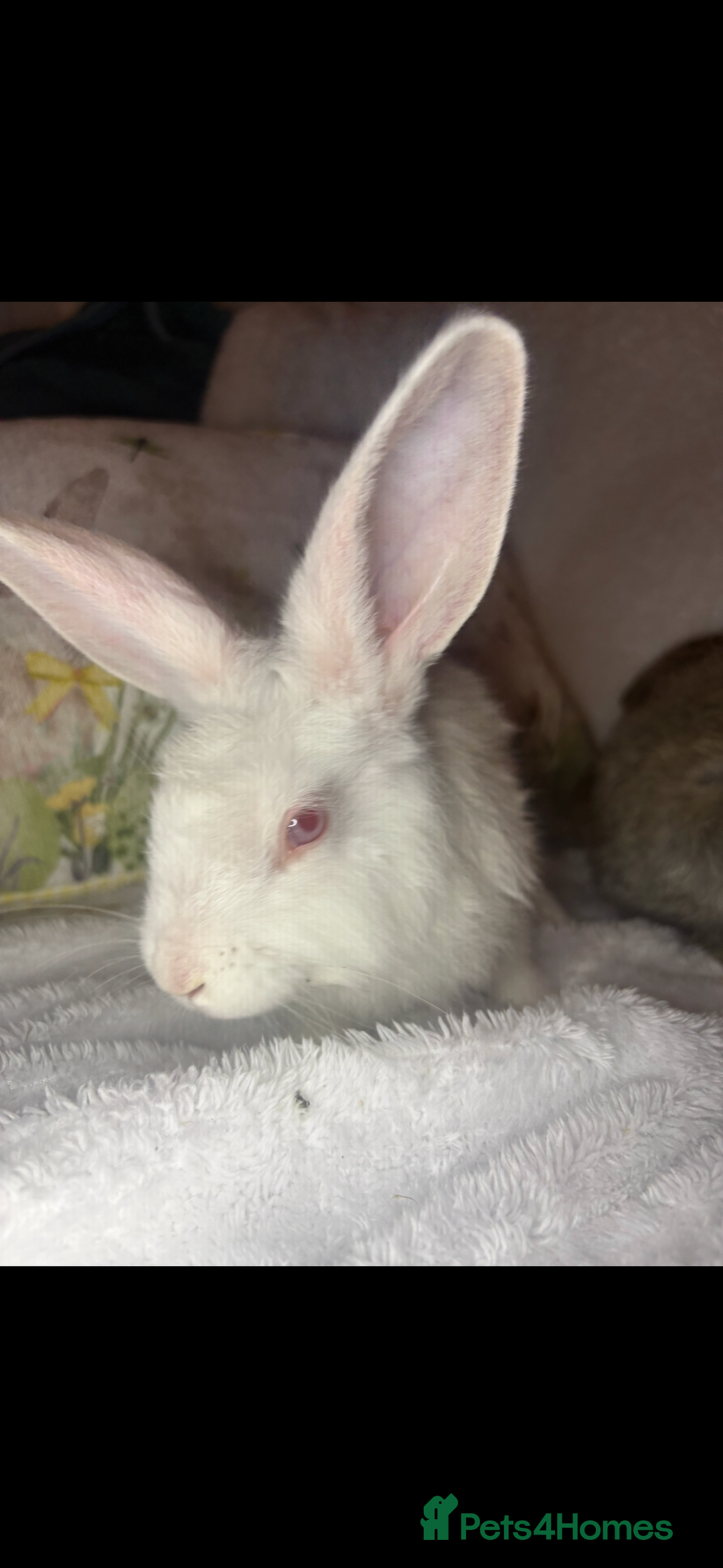 Continental Giant rabbits for sale: Beautiful continental giant baby rabbits ready  - Advert 14