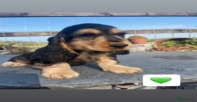 Cocker Spaniel dogs - Advert 4