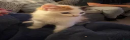 Mixed Breed cats for sale: 3 beautiful kittens in Nottingham - Advert 7