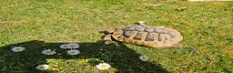 Hermann Tortoise reptiles for sale: Hermann tortoise for sale in Burnham-on-Sea - Advert 3