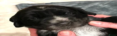 Cocker Spaniel 2
