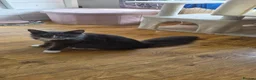 Maine Coon cats for sale: Maincoon kittens two female 2 male  in Bridgend - Advert 6