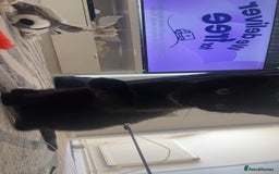 Domestic Shorthair cats for sale: 13 week old female kitten - Image 9