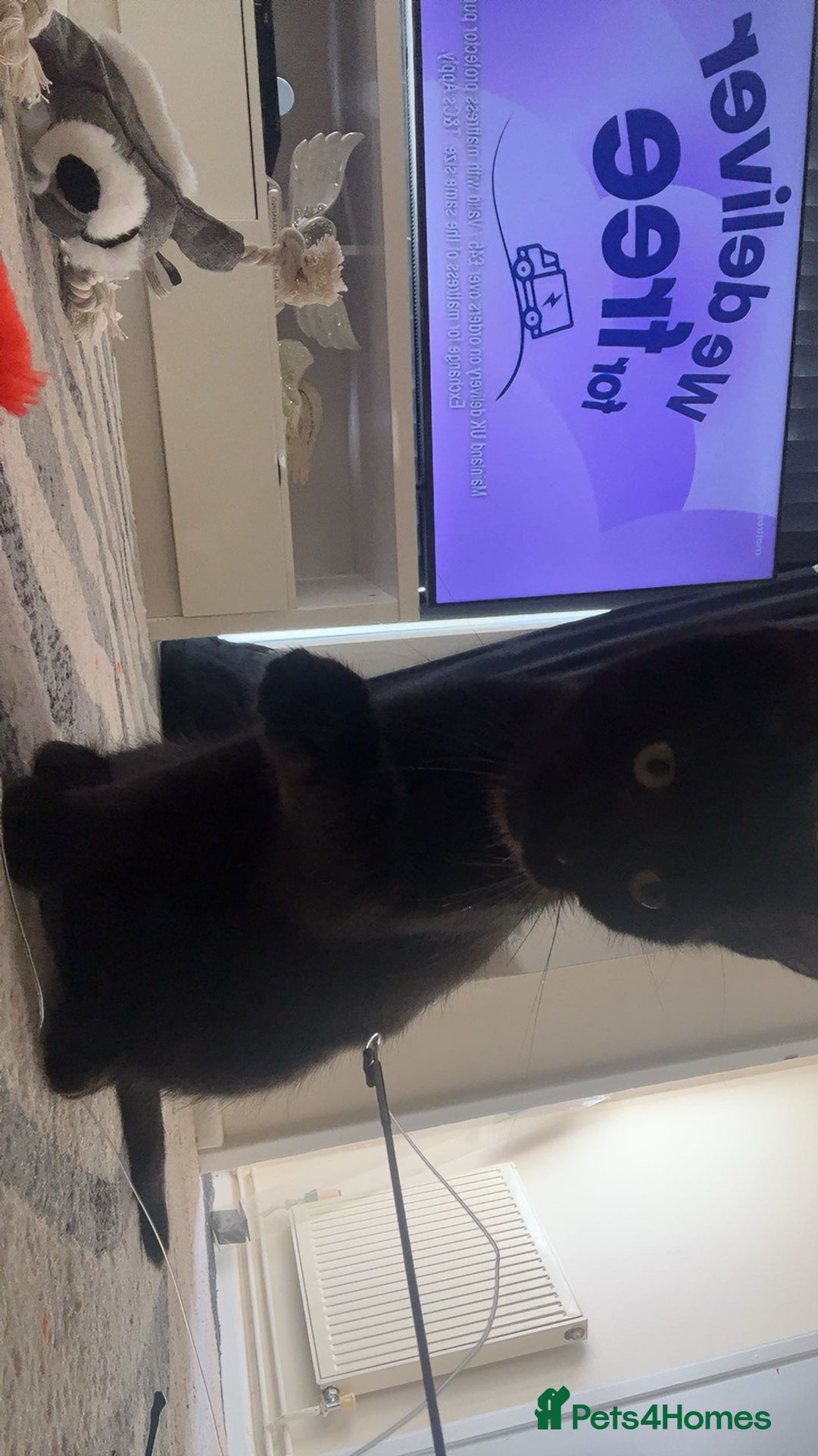 Domestic Shorthair cats for sale: 13 week old female kitten - Image 9