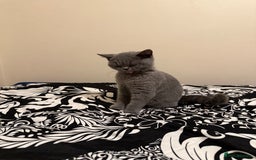 British Shorthair cats for sale: Grey British Shorthair Kitten - Image 2