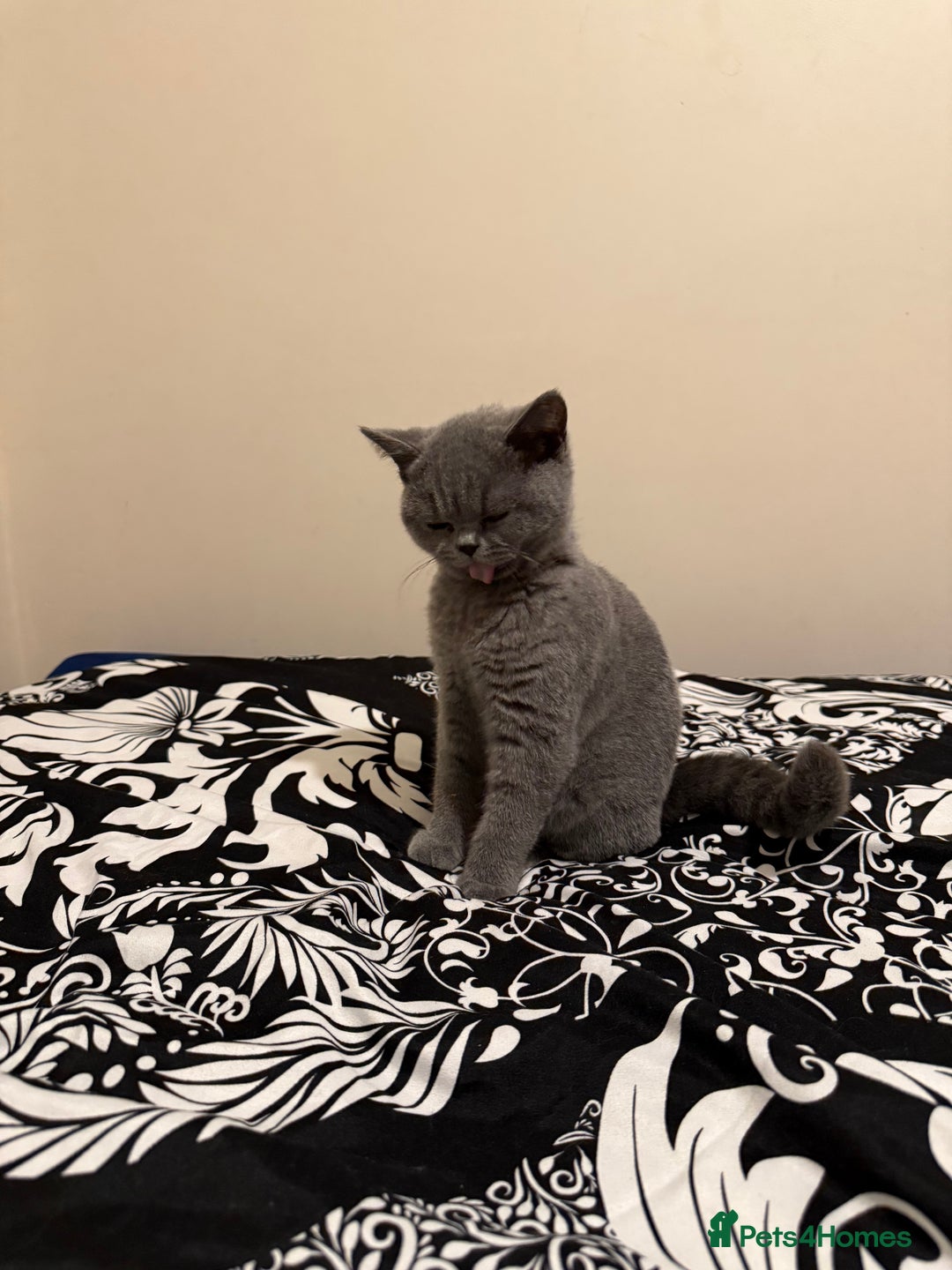 British Shorthair cats for sale: Grey British Shorthair Kitten - Image 2