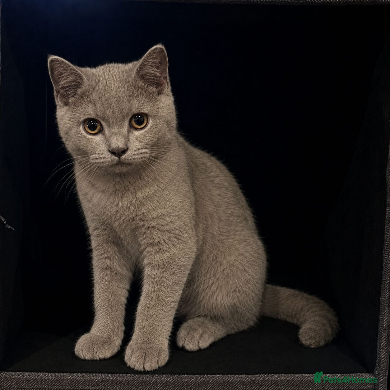 British Shorthair cats BSH 5 Generation Pedigree Lilac Kitten - Advert 10