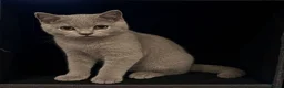British Shorthair cats for sale: BSH 5 Generation Pedigree Lilac Kitten - Advert 1