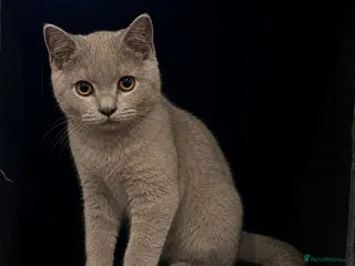 British Shorthair cats BSH 5 Generation Pedigree Lilac Kitten - Advert 3