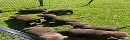 Labrador Retriever dogs for sale: KC chocolate Labrador puppies for sale - Advert 15