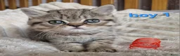 Exotic cats for sale: 4 beautiful exotic x kittens  - Advert 17