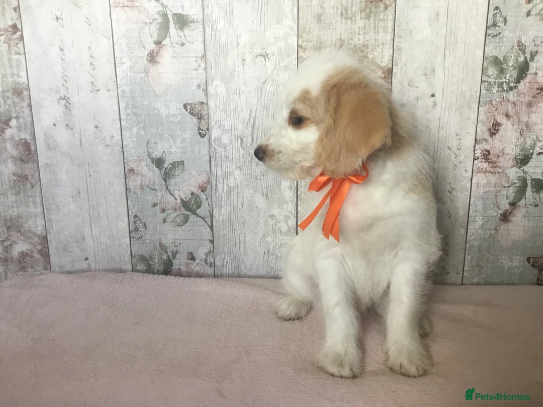 Bordoodle dogs for sale: Adorable & Confident Collie x poodle pups - Image 11