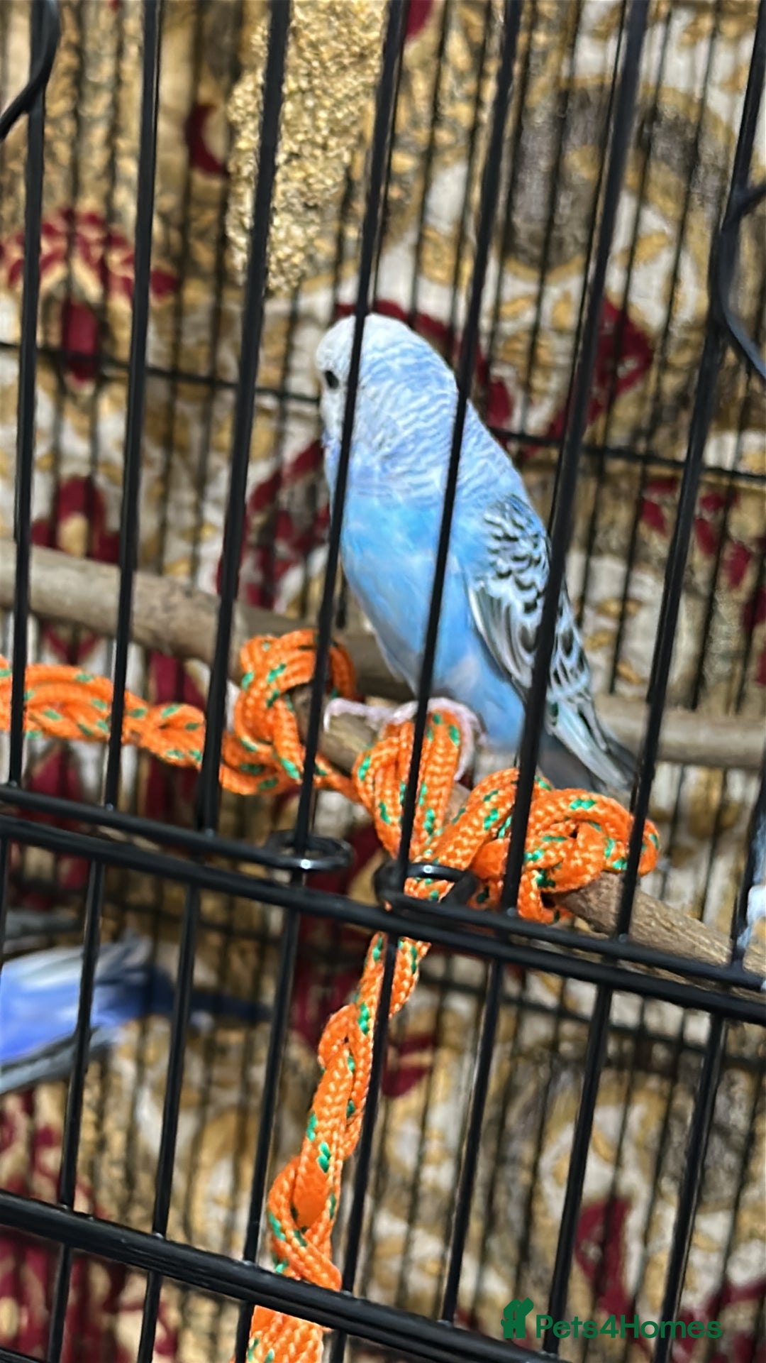 Budgerigars birds for sale: Budgies Easy Hand-Reared  - Advert 2