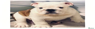 English Bulldog 1