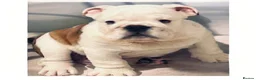 English Bulldog dogs for sale:  KC Reg English bulldog pups genuine breed colour - Advert 19