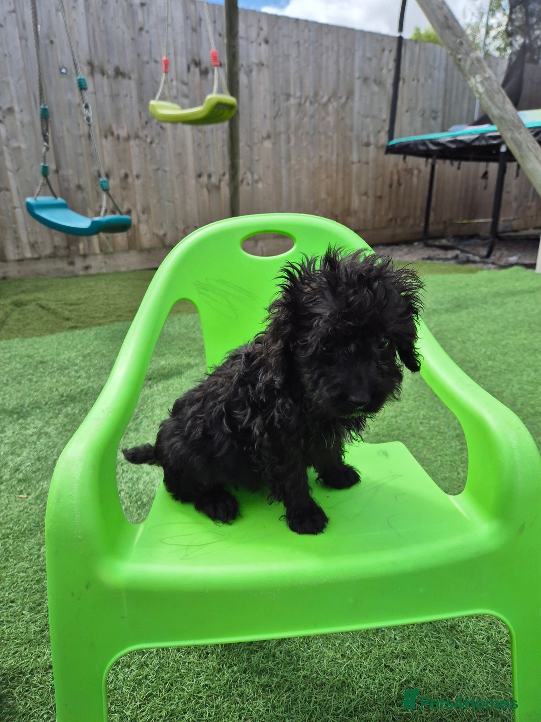 Cockapoo dogs for sale: F1 type cockepoos  - Image 10