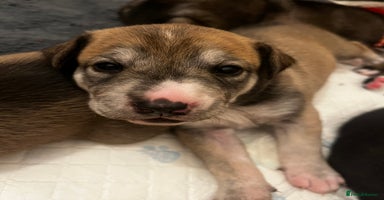 Mixed Breed dogs - Advert 2