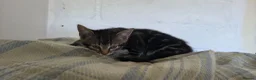 Mixed Breed cats for sale: Adorable mixed breed kittens for sale - Advert 14