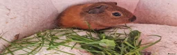 Guinea Pig rodents for sale: Teddy guinea pig - Advert 5