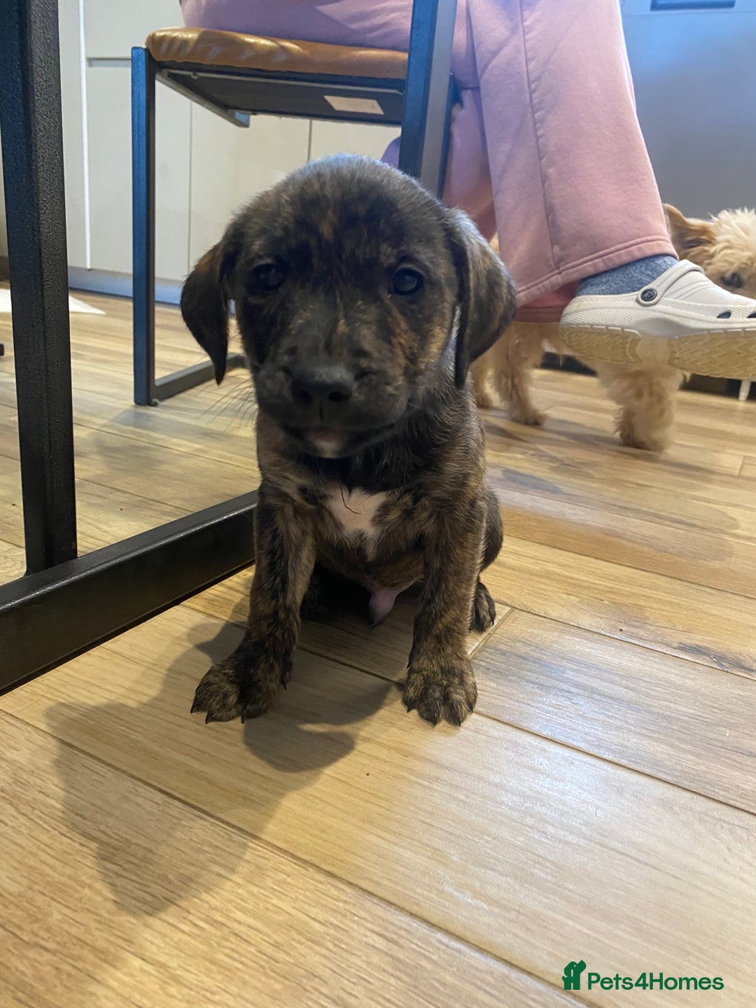 Mixed Breed dogs for sale: Staffordshire bull terrier x lab pups - Advert 7