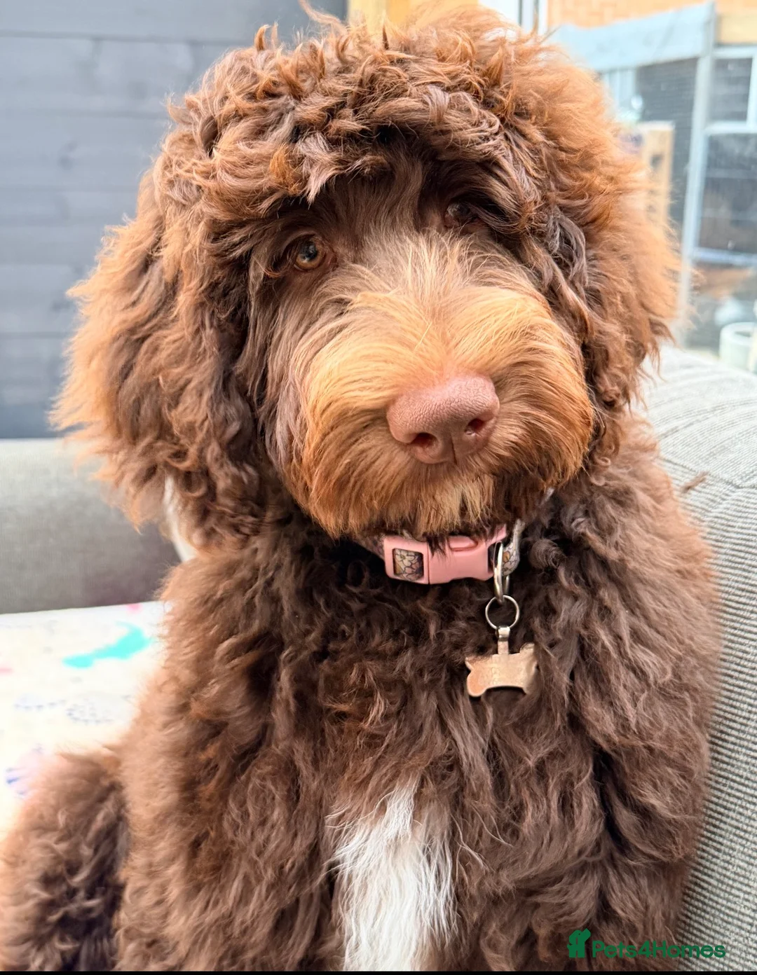 Bernedoodle dogs for sale: Rehoming Charlie Our chocolate Bernedoodle - Advert 1
